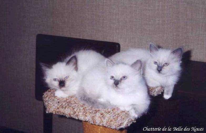 chatons96